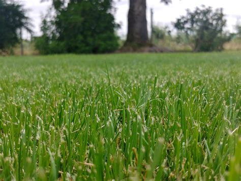 Perennial Ryegrass – Follow the Water