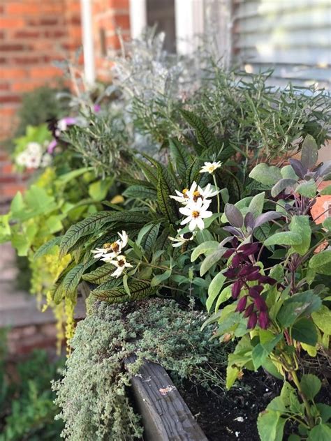 Container Gardening, Lichtenfelt Nurseries, Fountain Inn, April 22 2023 ...