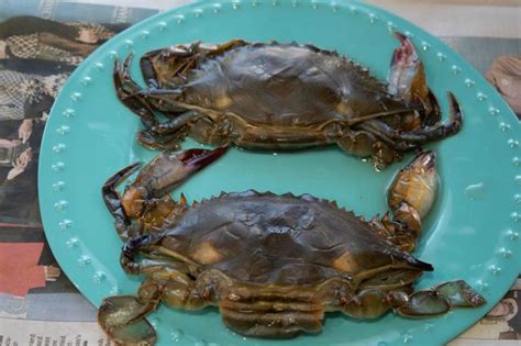 Image result for How to Clean Cook Soft Shell Crabs
