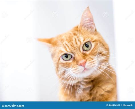 An Orange Tabby Shorthair Cat with a Head Tilt Stock Image - Image of ...