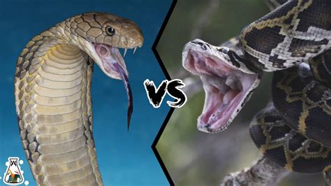 Image result for King Cobra vs Python