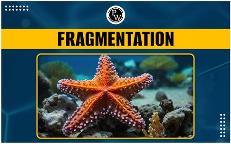 Image result for How Fragmentation Works