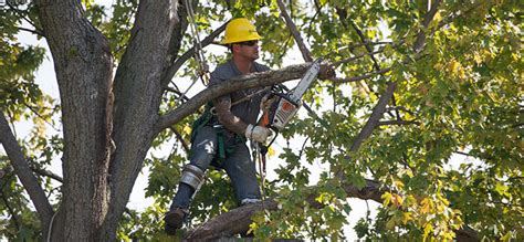 Tree Pruning Near Me 的图像结果