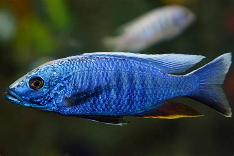 African Cichlid Guide | 21 Popular Types of African Cichlids - Fish ...
