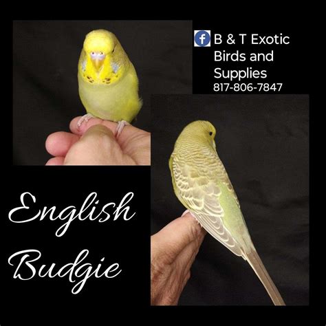 English Budgie