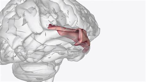 Premium Photo | Anterior part of right superior temporal gyrus