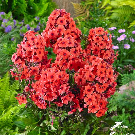 Phlox paniculata Orange 1L | J Parker Dutch Bulbs