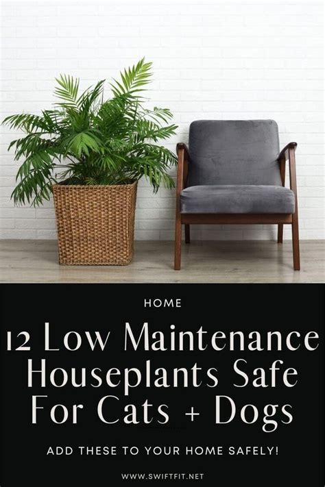 low maintenance houseplants safe for cats
