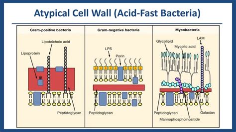 Functional anatomy of prokaryotic and eukaryotic cells | PPTX