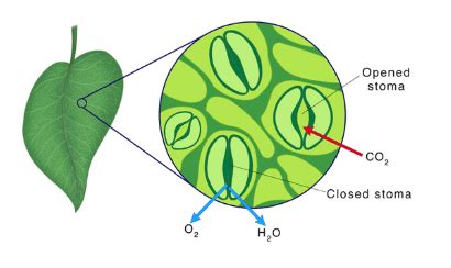 Life Processes in Plants Class 7 Notes Science Chapter 10 Free PDF