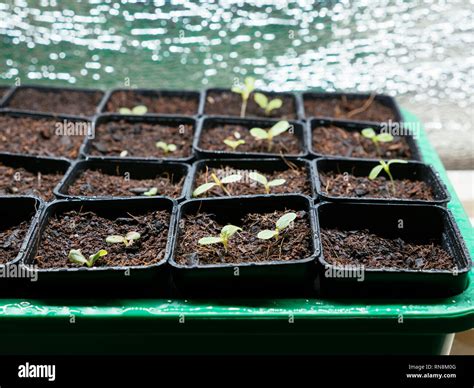 Grow light hi-res stock photography and images - Alamy