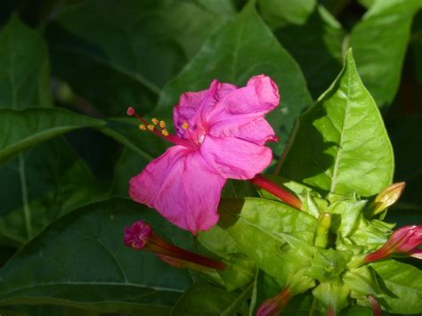 Free Images : petal, botany, flora, shrub, magenta, flowering plant ...