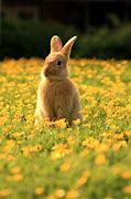 Image result for Christmas Cute Baby Bunnies