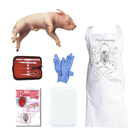 Anatomy Warehouse Buy Fetal Pig Dissection Kit Online India | Ubuy