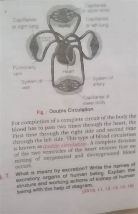 Image result for Explain Double Circulation in Simple From