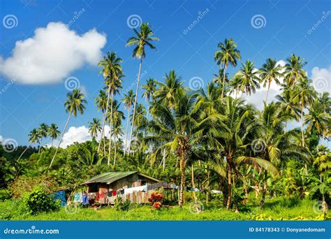 Typical House in Bouma Village Surrounded by Palm Trees on Taveuni ...