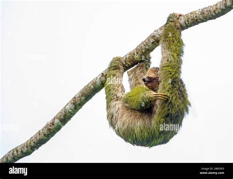 Image result for Hanging Three Toed Sloth
