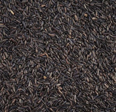 Vinarghya Karale / Karal / Ramtil / Blackseed / Surguja / Payellu ...