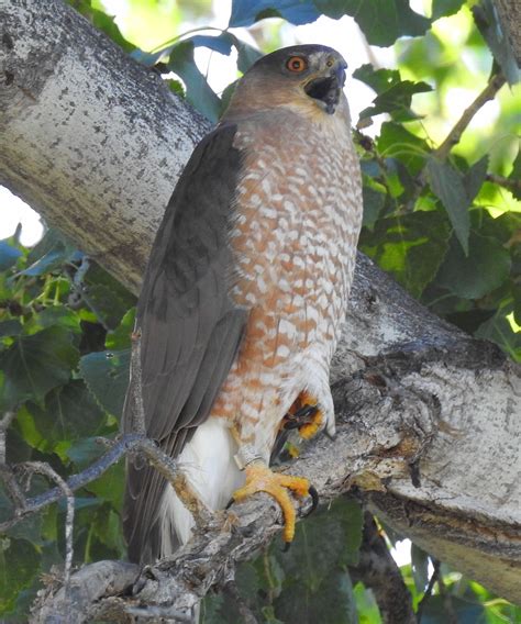 Cooper's Hawk-101416 (42) | Bird photo, Cooper's hawk, Bird