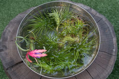 Air Plant Care 101 的图像结果