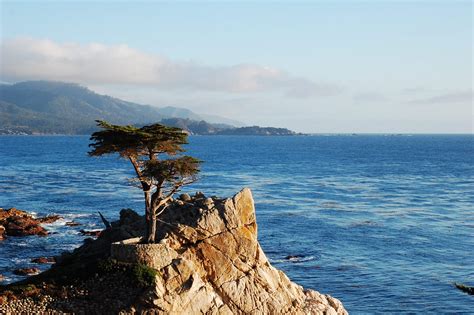 Lone Cypress in Monterey | Digital Picture Gallery