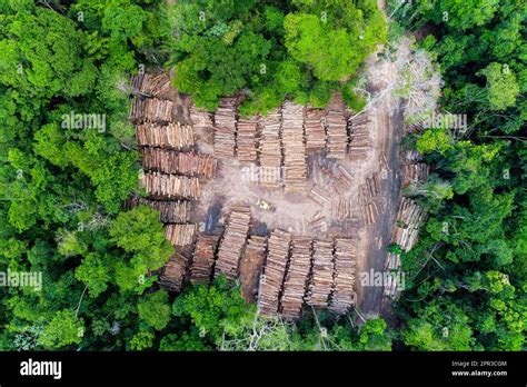 Image result for Logging Amazon Rainforest