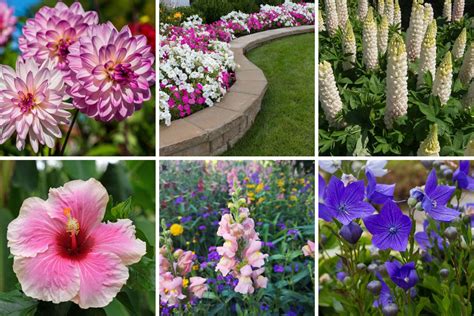 10 Different Types Of Ferns (Plus Growing Tips) - Garden Lovers Club