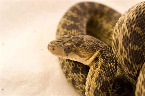 Image result for Gopherhawk Snake Probe