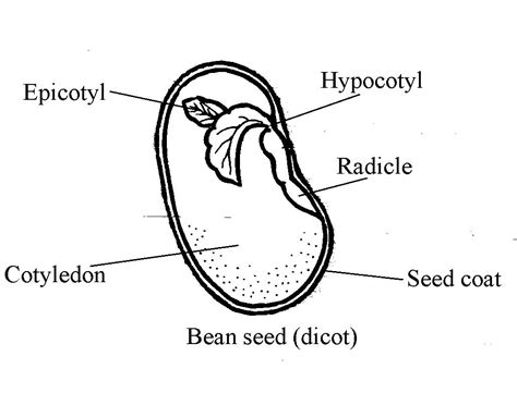 1. Draw a diagram of seed and label its parts. Mention the functions of ...