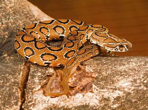 Indian Rock Python - These 6 snakes in India have the most eye-catching ...