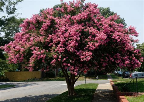 Lagerstroemia Indica, Crape Myrtle Trees Of Stanford, 50% OFF