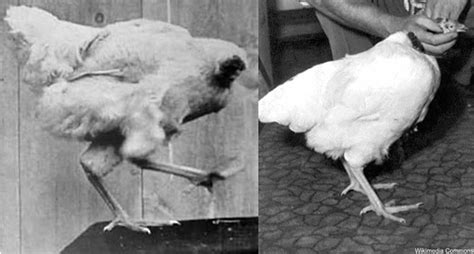 Not Only Did This Chicken Survive Without a Head, He Became Famous ...