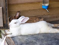 Image result for baby rabbit sleeping positions