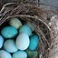 Image result for Easter Eggs Bunnies