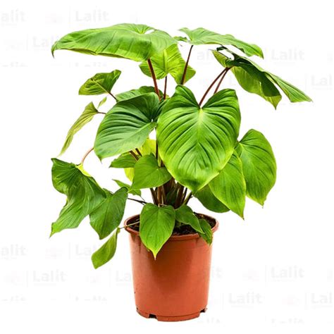 Lalit Enterprise | Buy Plants Online | Home Delivery Across India