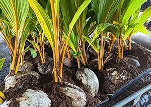 Green view® Andaman Ordinary (VPM-3) Coconut Live Plant – High Yield ...