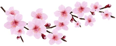 Free Cherry Blossom Clipart, Download Free Cherry Blossom Clipart png ...