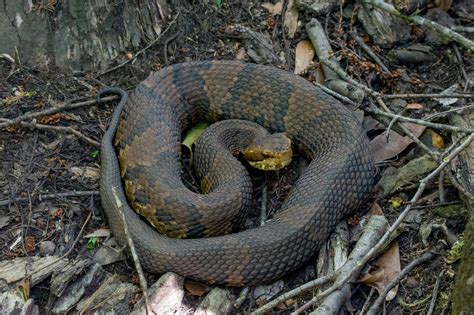 Northern Cottonmouth | South Carolina Partners in Amphibian and Reptile ...
