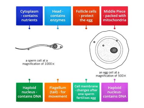 Gametes - Labelled diagram