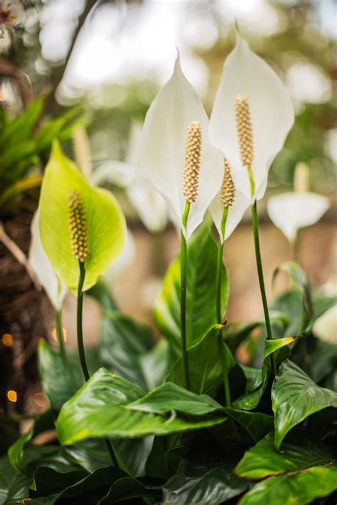 Peace Lily History