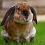 Image result for Famous Rabbit Names