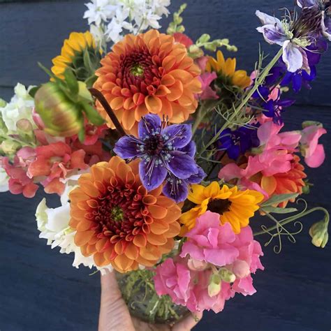 Best Cut Flowers for Beginners - Aberdeen Grows