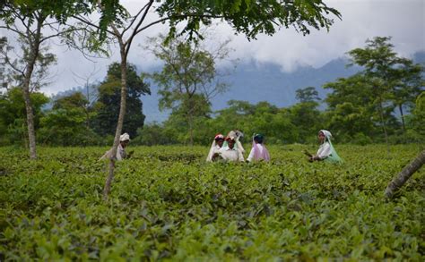 Octavius Assorted Tea Gift Box – 48 Tea Bags | Diwali Gift Set with 8 ...