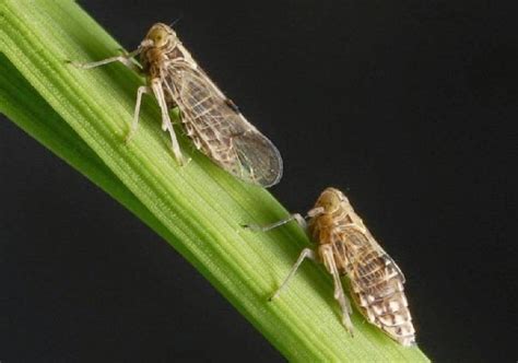 Don't let the brown planthopper affect your yield | Syngenta
