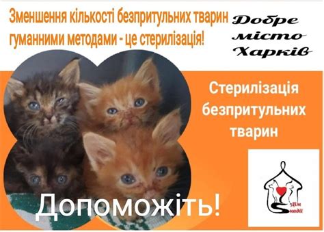 House of Hope: Stray Animal Sterilization