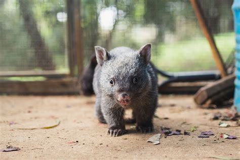 Wombats | Wildlife Victoria
