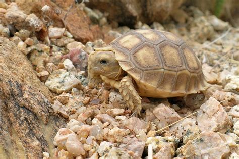 Image result for Tortoise