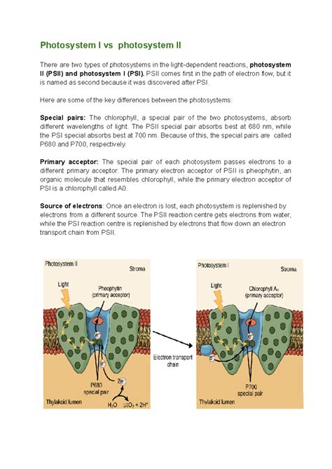 Photosystem I v-s photosystem II - Photosystem I vs photosystem II ...
