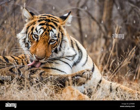 Portrait of a Bengal tiger. Ranthambore National Park. India Stock ...