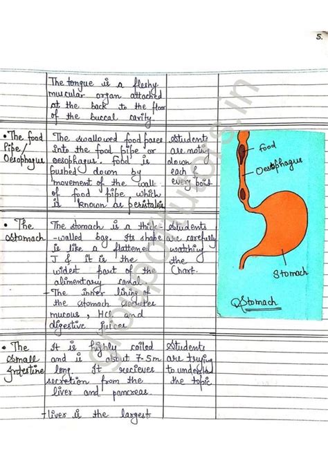 Image result for Lesson On Digestive System